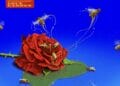 BOJ & Adekunle Gold - Love Garden